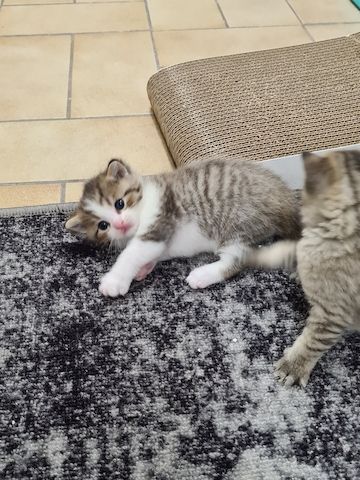 BKH Kitten
