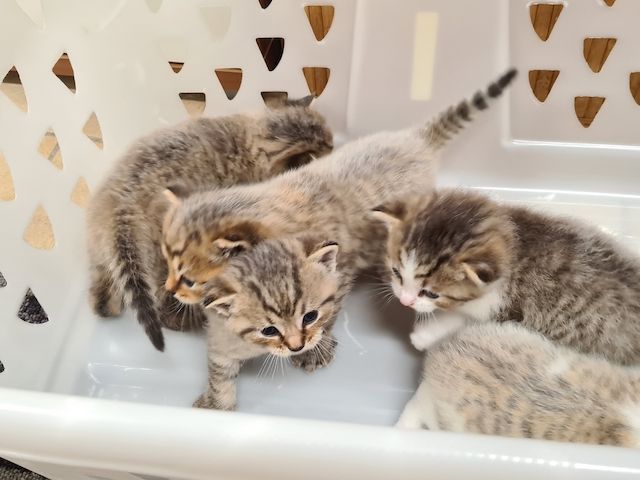 BKH Kitten