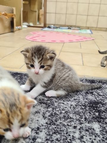 BKH Kitten