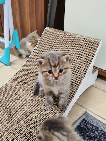 BKH Kitten