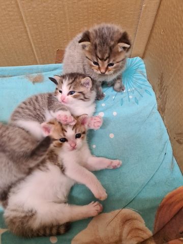 BKH Kitten