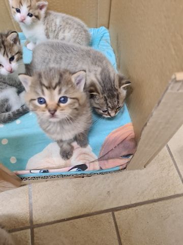 BKH Kitten