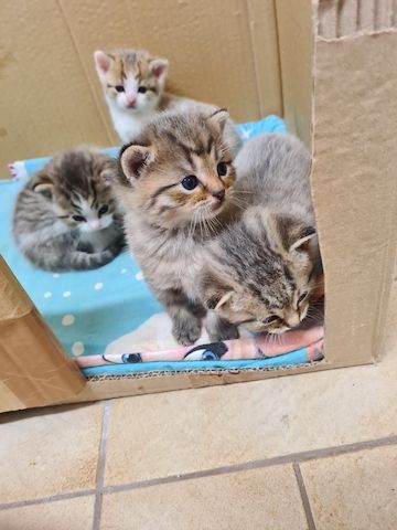 BKH Kitten