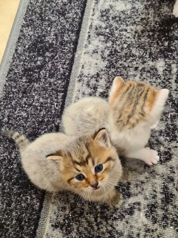 BKH Kitten