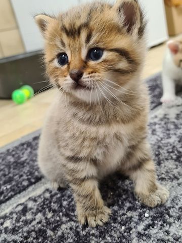 BKH Kitten