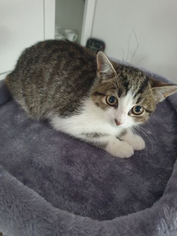 Babykatzen suchen neue Zuhause.