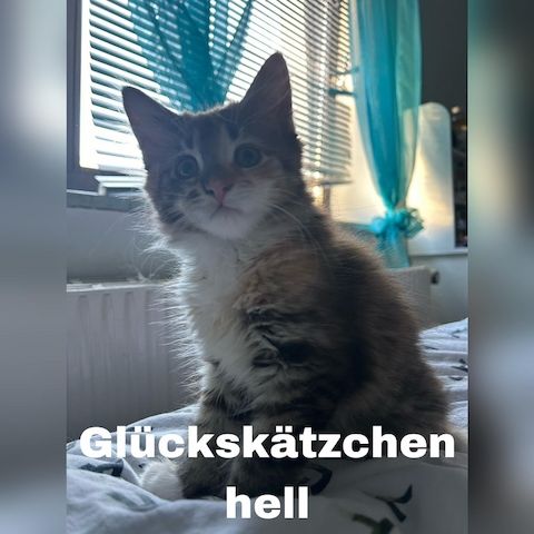 5 zauberhafte Kätzchen suchen ein liebevolles Zuhause!