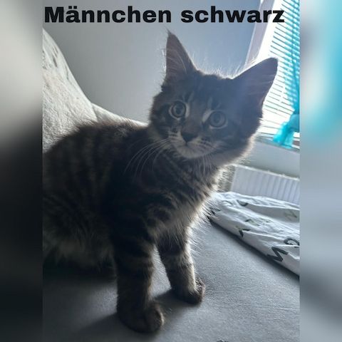 5 zauberhafte Kätzchen suchen ein liebevolles Zuhause!