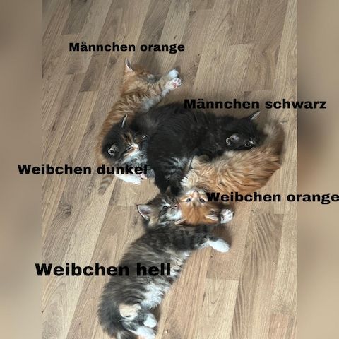 5 zauberhafte Kätzchen suchen ein liebevolles Zuhause!