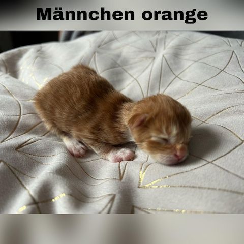 5 zauberhafte Kätzchen suchen ein liebevolles Zuhause!