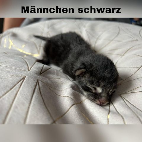 5 zauberhafte Kätzchen suchen ein liebevolles Zuhause!