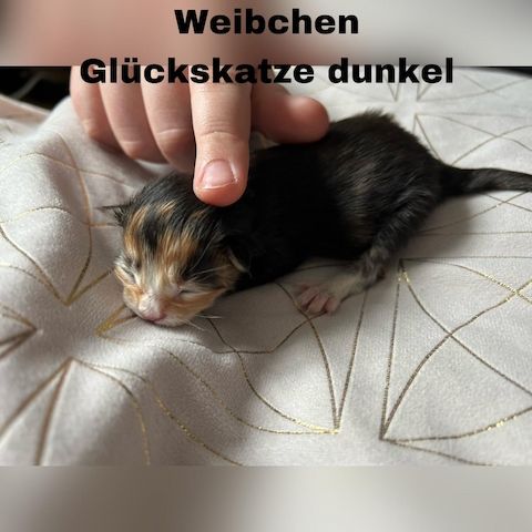 5 zauberhafte Kätzchen suchen ein liebevolles Zuhause!