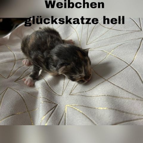 5 zauberhafte Kätzchen suchen ein liebevolles Zuhause!