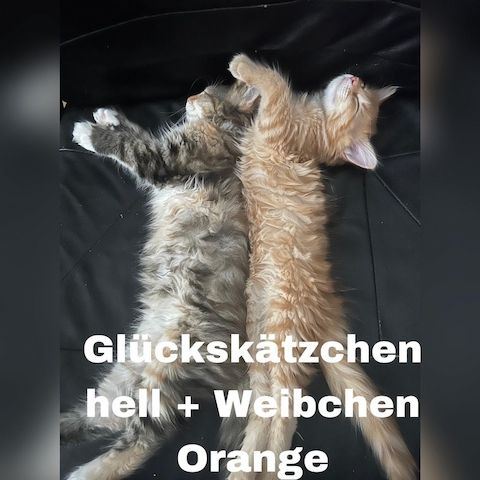 5 zauberhafte Kätzchen suchen ein liebevolles Zuhause!
