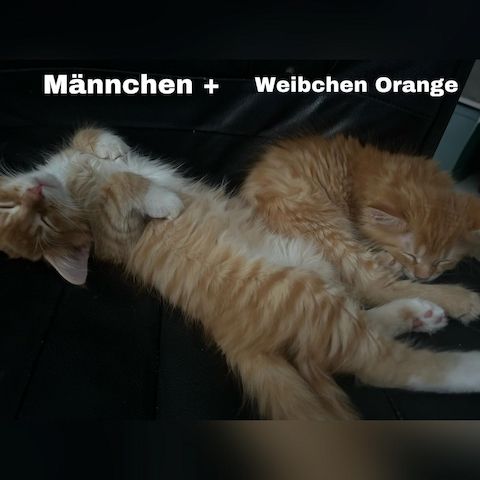 5 zauberhafte Kätzchen suchen ein liebevolles Zuhause!