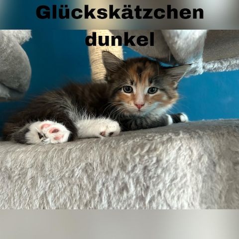 5 zauberhafte Kätzchen suchen ein liebevolles Zuhause!