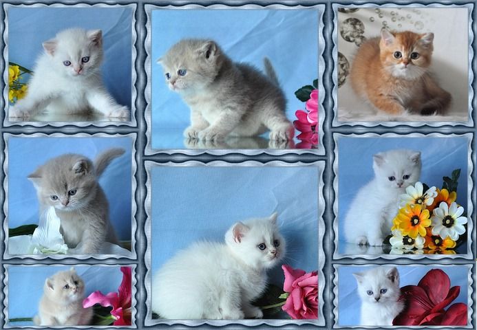 BKH Britisch Kurzhaar Kitten mit Stammbaum.