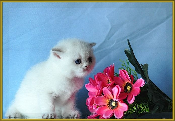 BKH Britisch Kurzhaar Kitten mit Stammbaum.