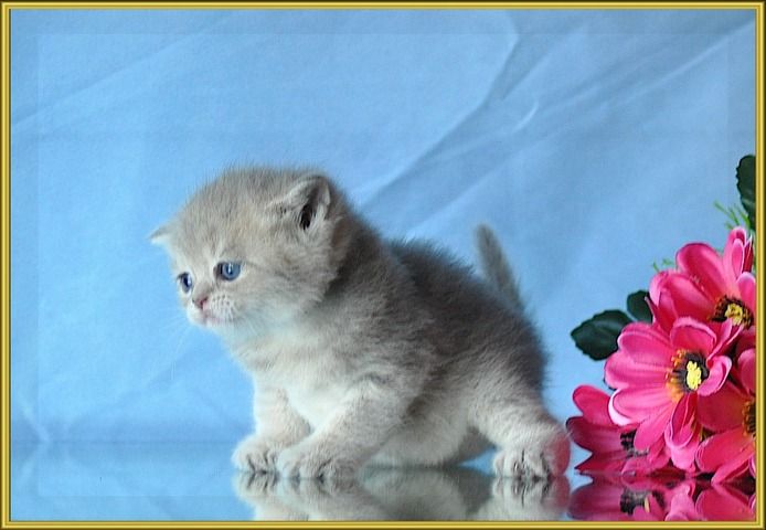 BKH Britisch Kurzhaar Kitten mit Stammbaum.