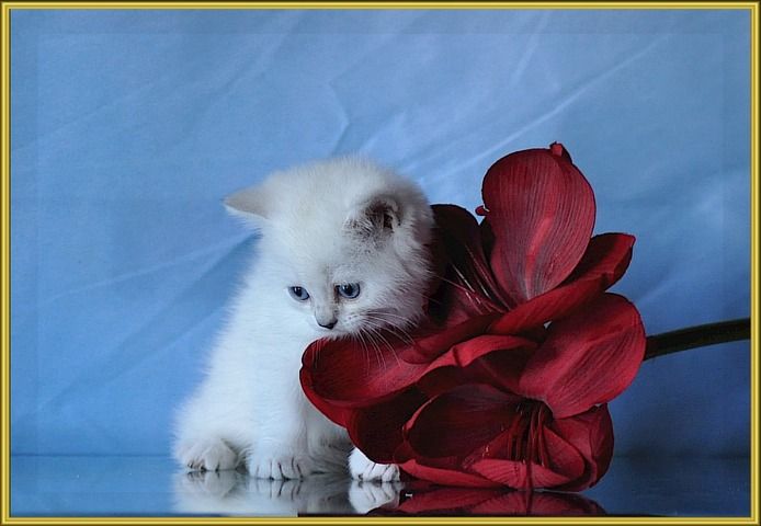BKH Britisch Kurzhaar Kitten mit Stammbaum.