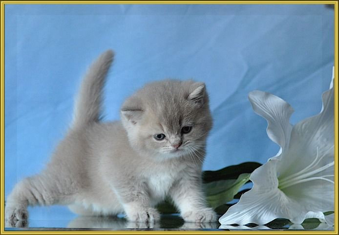 BKH Britisch Kurzhaar Kitten mit Stammbaum.