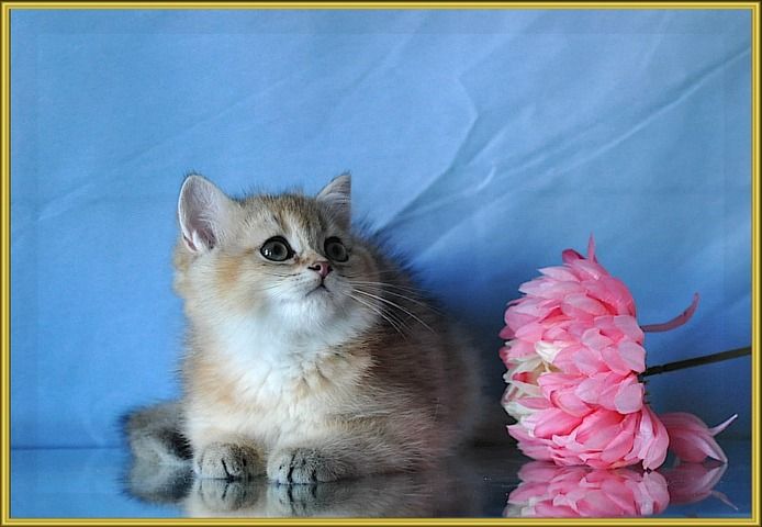 BKH Britisch Kurzhaar Kitten mit Stammbaum.