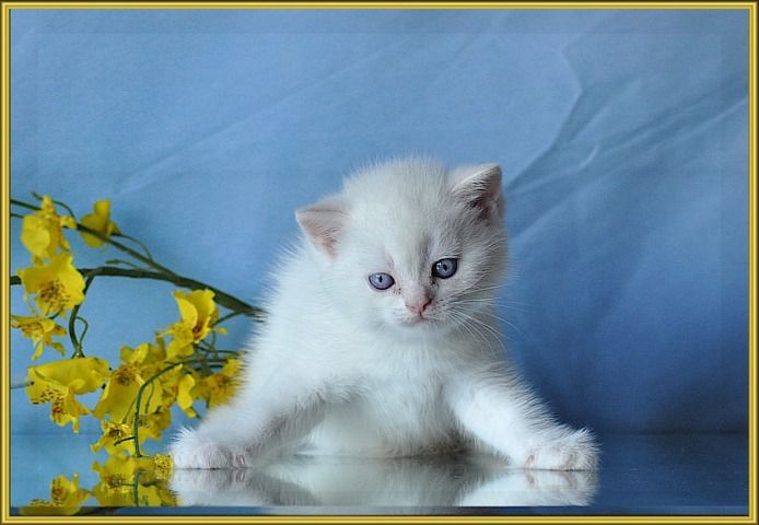 BKH Britisch Kurzhaar Kitten mit Stammbaum.
