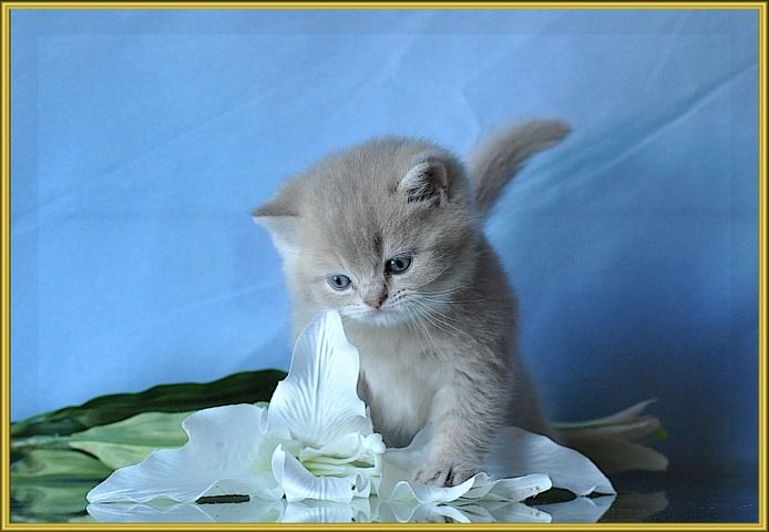 BKH Britisch Kurzhaar Kitten mit Stammbaum.