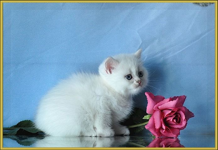 BKH Britisch Kurzhaar Kitten mit Stammbaum.