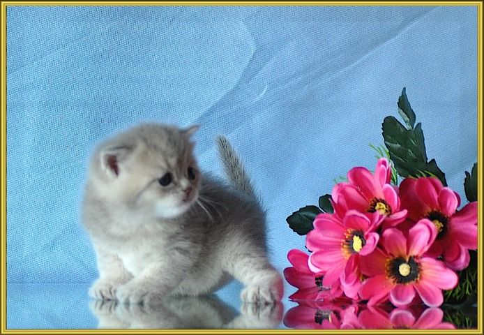 BKH Britisch Kurzhaar Kitten mit Stammbaum.
