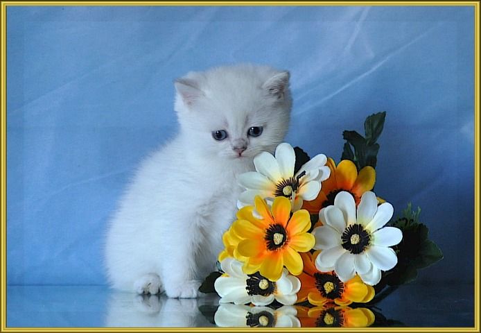 BKH Britisch Kurzhaar Kitten mit Stammbaum.