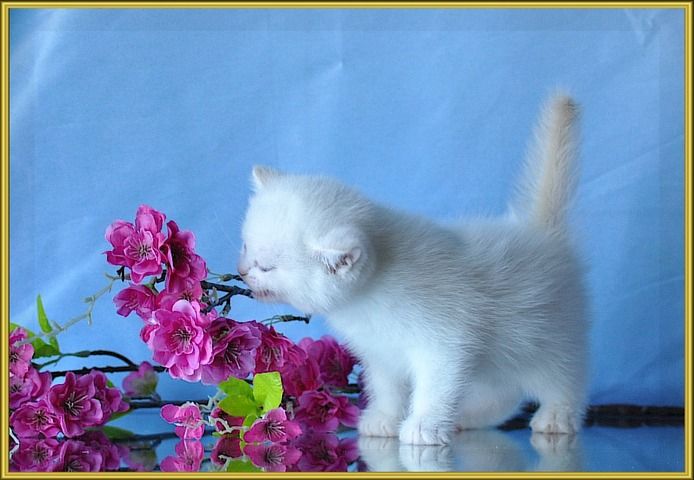 BKH Britisch Kurzhaar Kitten mit Stammbaum.