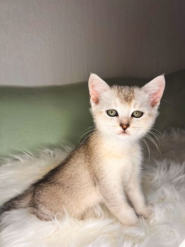 Unser Kitten sucht ein neues liebevolles Zuhause