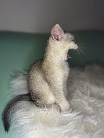 Unser Kitten sucht ein neues liebevolles Zuhause
