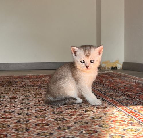 Unser Kitten sucht ein neues liebevolles Zuhause