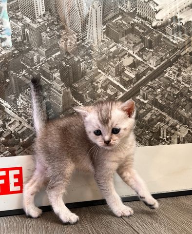 Unser Kitten sucht ein neues liebevolles Zuhause