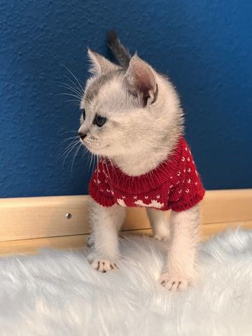 Unser Kitten sucht ein neues liebevolles Zuhause