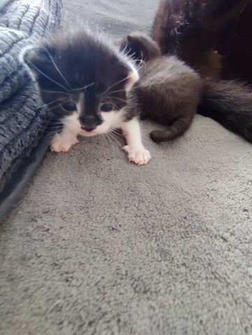 Baby Katzen