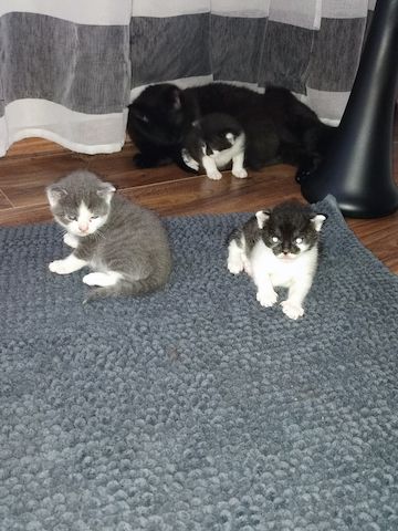 Baby Katzen