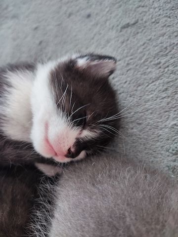 Baby Katzen