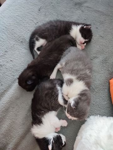 Baby Katzen