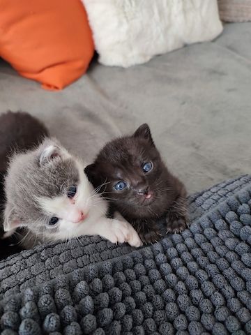 Baby Katzen