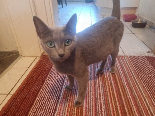 Russisch Blau Katze mit Stammbaum
