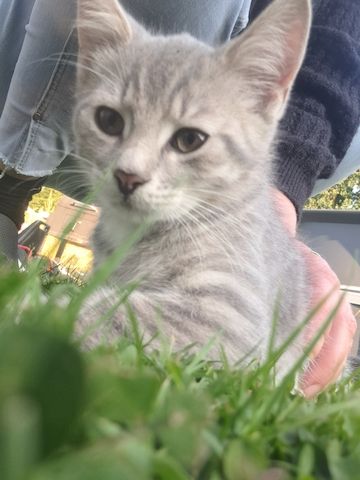 BKH Kitten