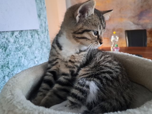 BKH Kitten