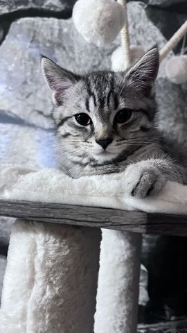 BKH Kitten Kater