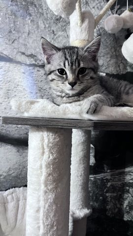 BKH Kitten Kater