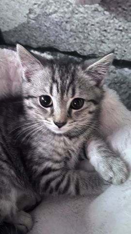 BKH Kitten Kater