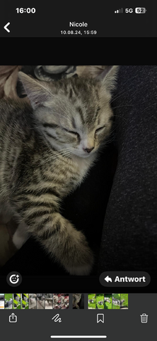 BKH Kitten Kater