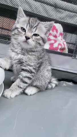 BKH Kitten Kater